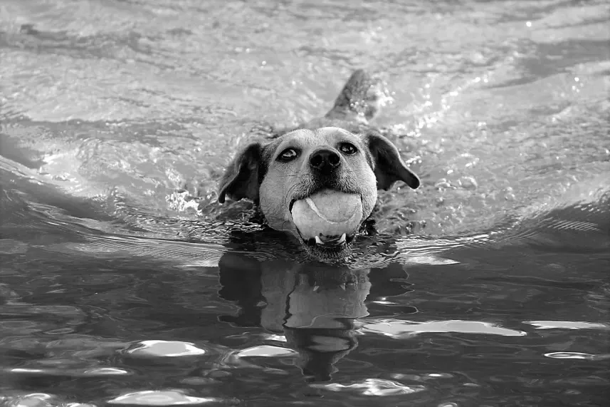 Even dogs need sports training